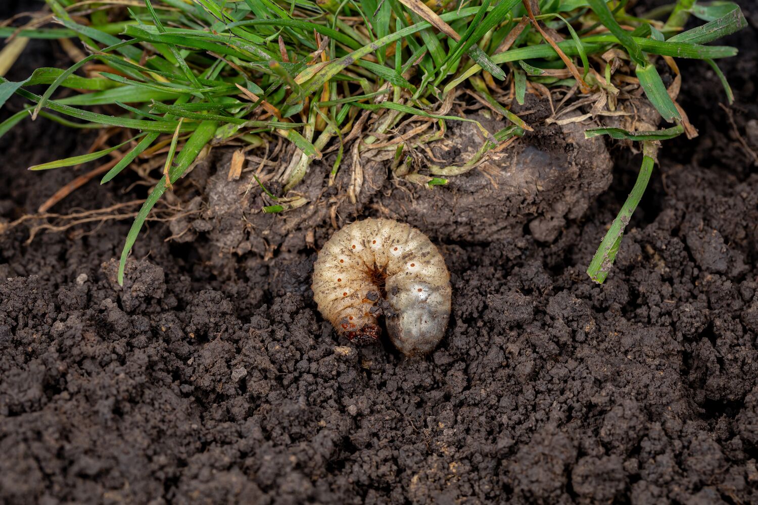 Large-Larva-in-lawn