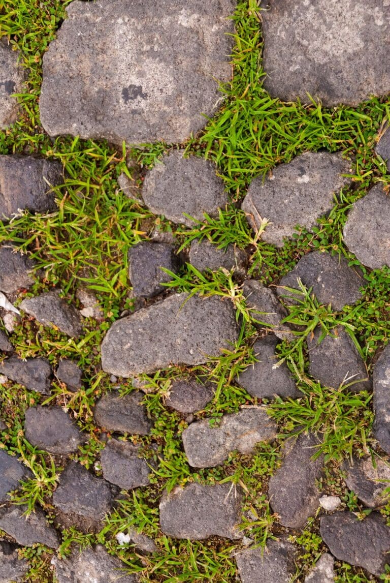 Large-Seezon-How-to-avoid-weeding-weeds-1