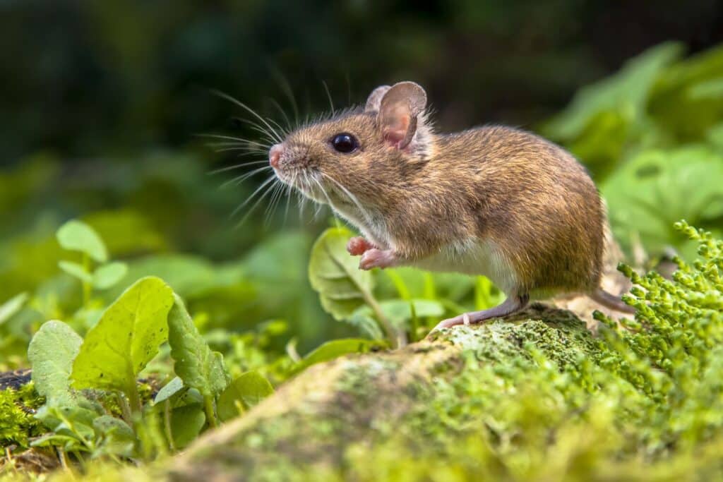 Large-Seezon-How-to-identify-different-type-of-rodents-field-mouse