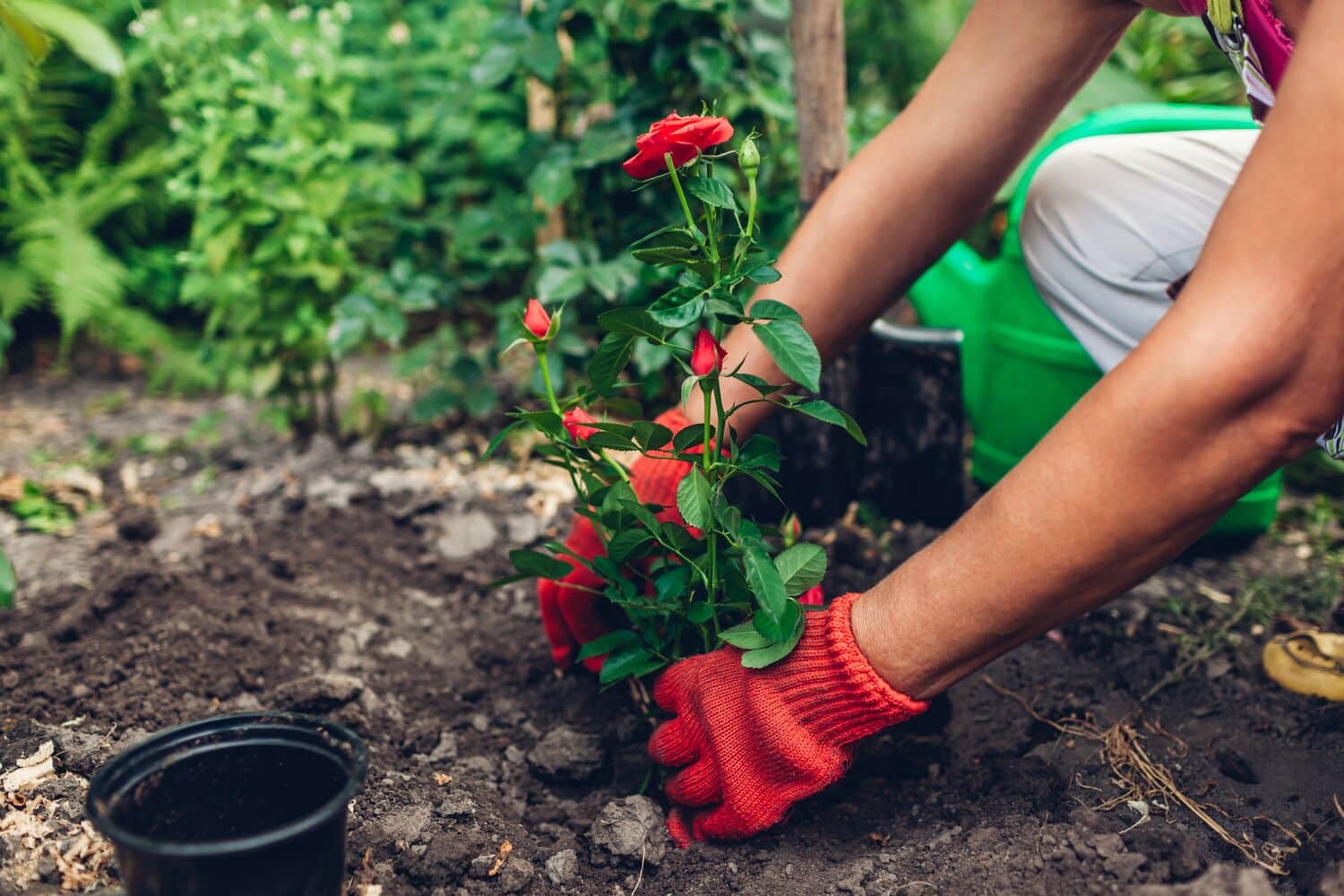 Large-Seezon-How-to-plant-and-care-for-my-roses-plant-1