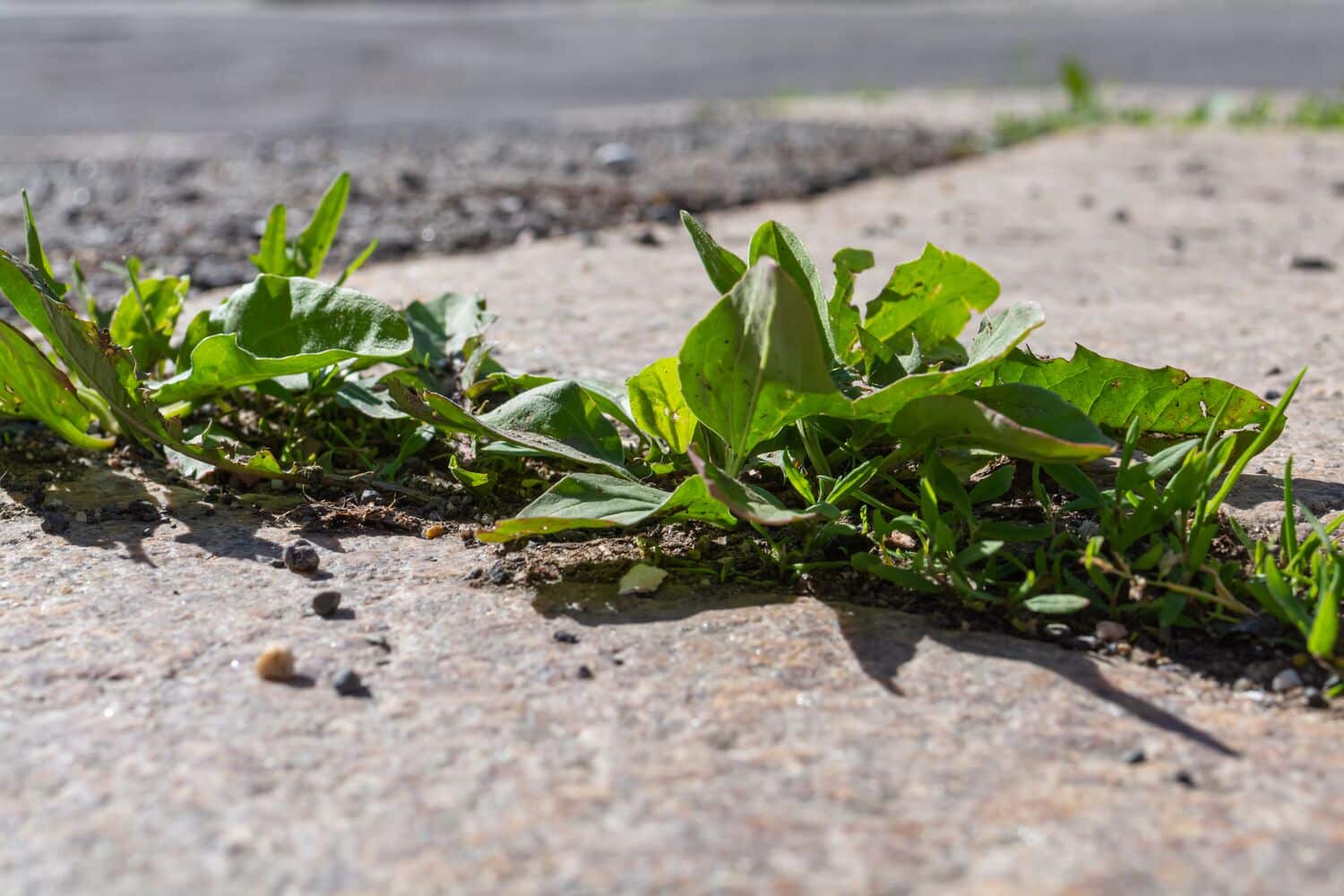 Large-Seezon-Weeding-advice-path-driveway-weeds