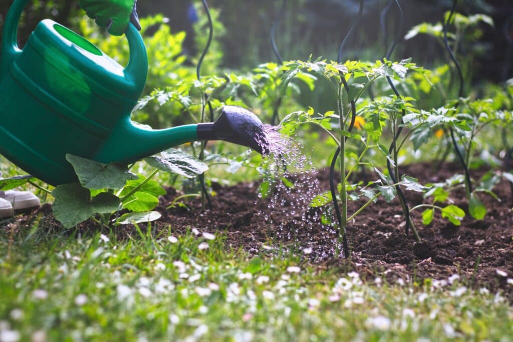 Large-Seezon-how-to-have-a-beautiful-garden-all-summer-long-4-watering