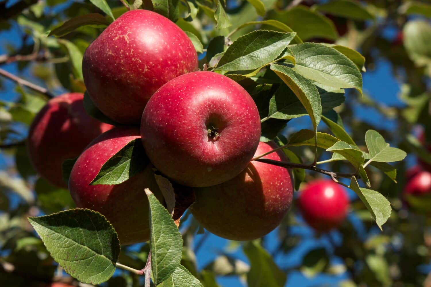 Large-Seezon-how-to-plant-and-care-for-my-apples-2-care