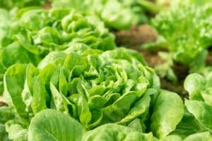 Large-Seezon-salad