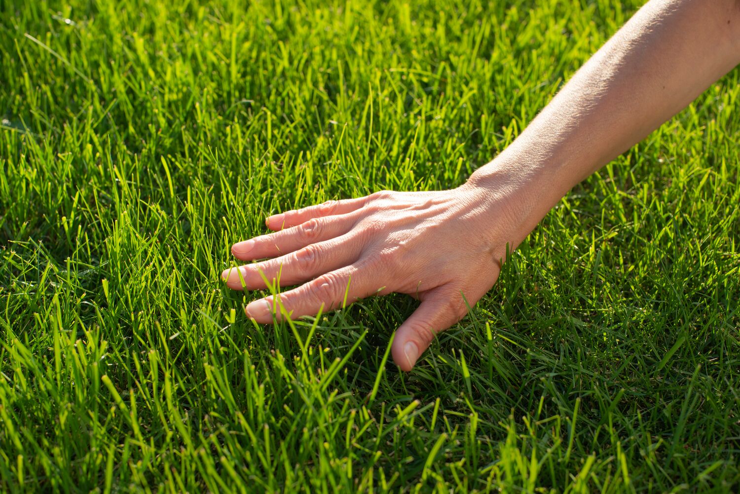 Large-seezon-lawn-grass
