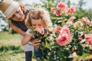 Large-seezon-roses-garden