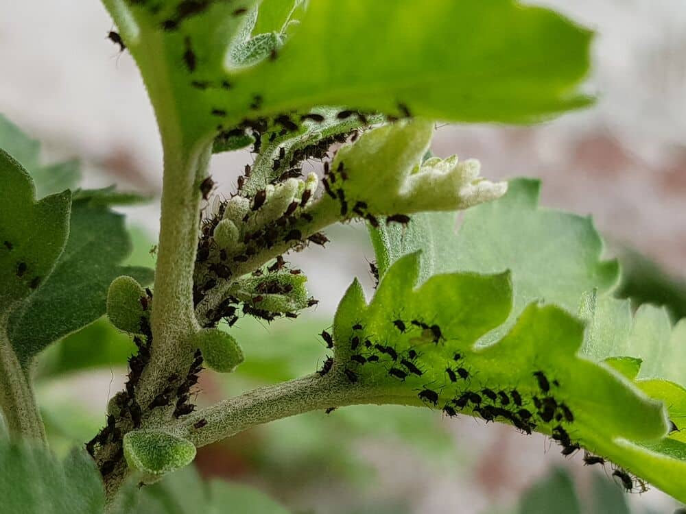 Medium-Seezon-Aphids-detect-treat-prevent-2