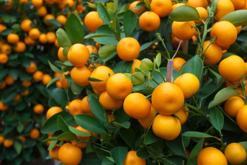 Medium-Seezon - How to plant and care for my citrus fruits - 2 - care oranges