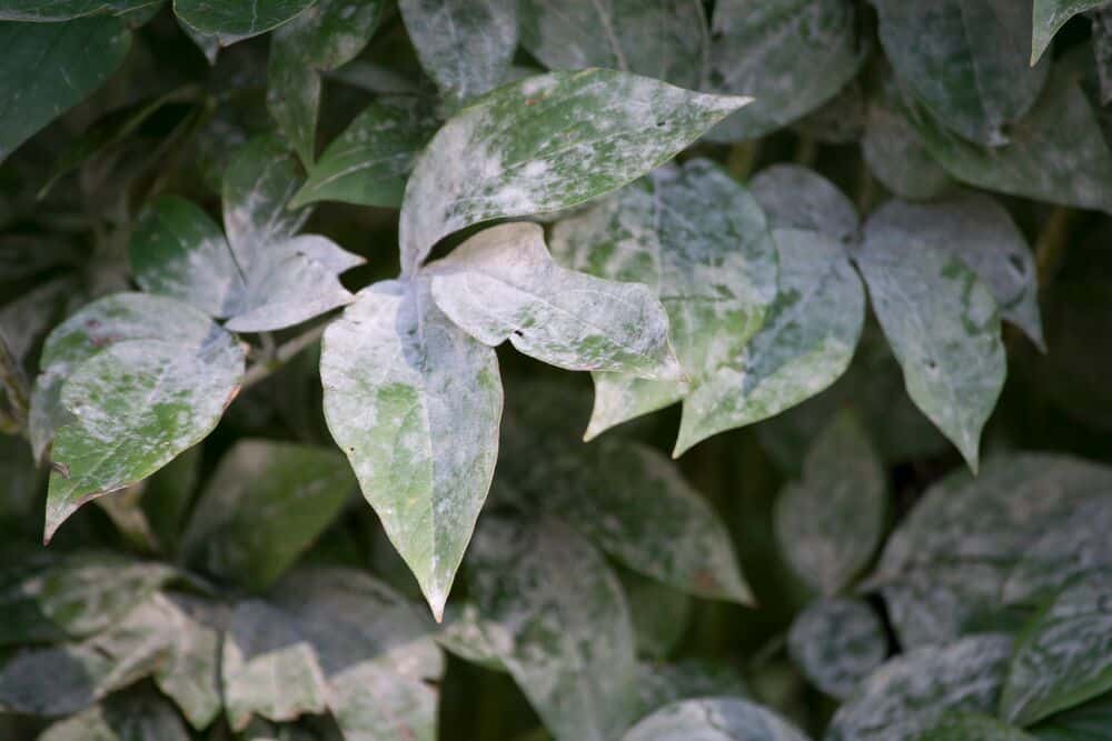 Medium-Seezon-How-to-prevent-and-recognize-diseases-in-the-garden-1-powdery-mildew