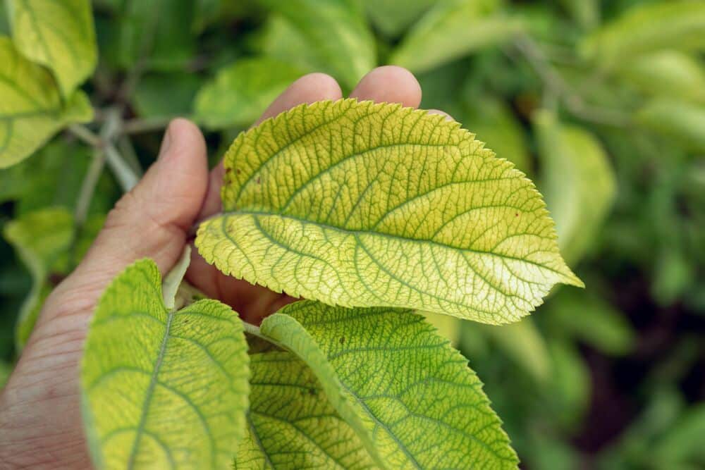 Medium-Seezon-Nutrient-deficiencies-in-plants-How-to-prevent-and-detect-chlorosis