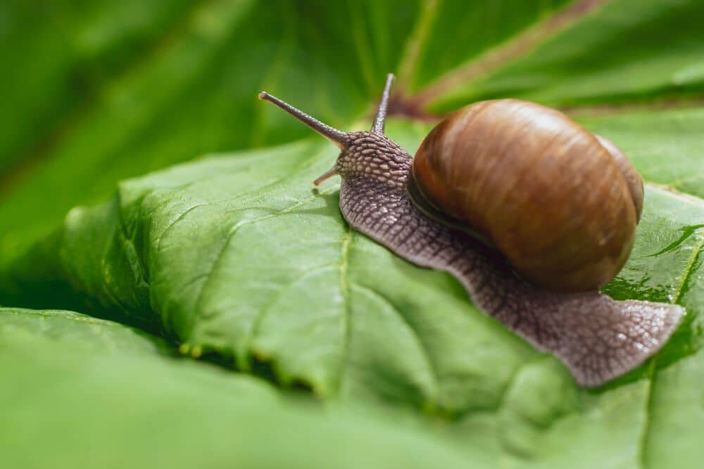 Medium-Seezon-Snails-and-slugs-detect-treat-prevent-2