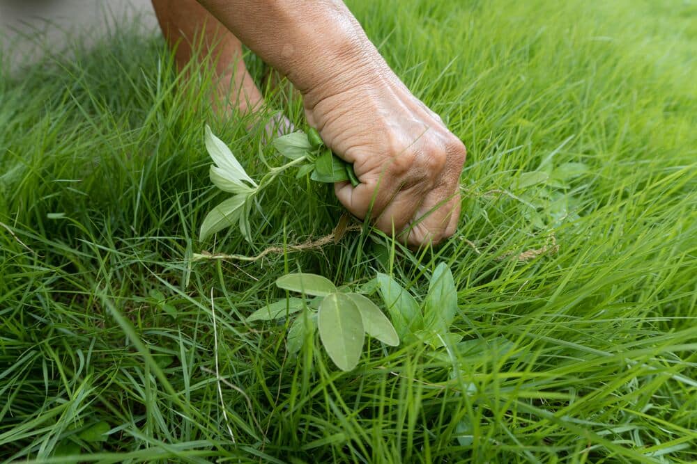 Medium-Seezon - Weeding advice - grass weeds (1)