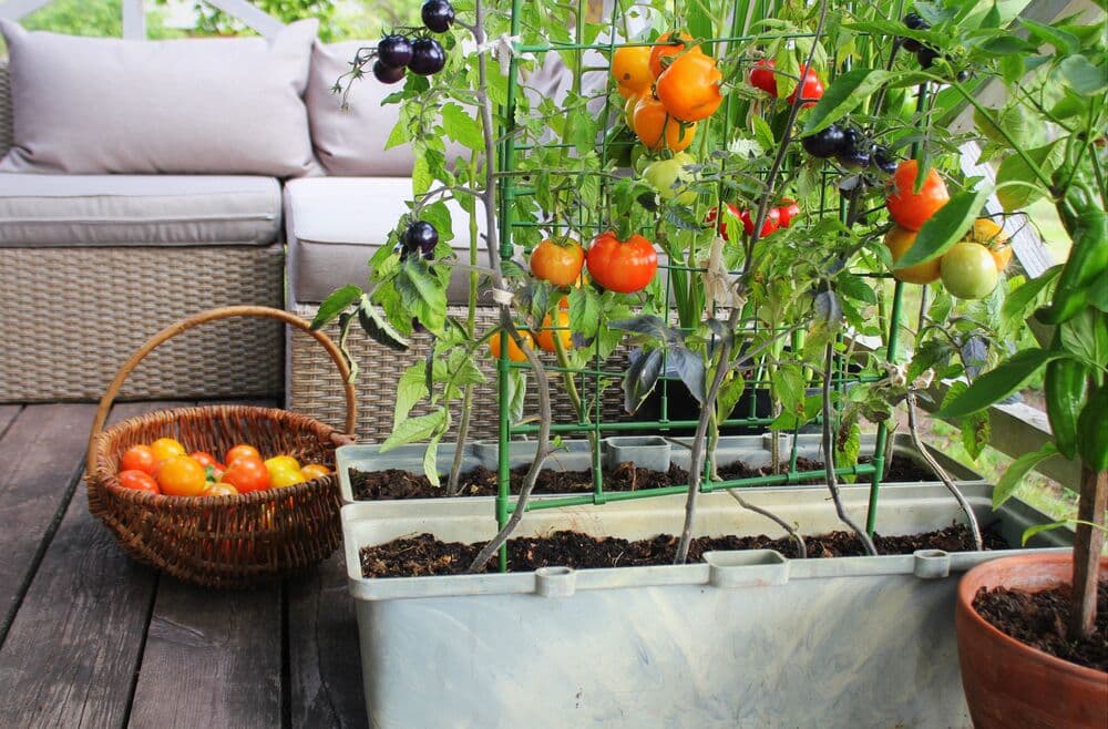 Medium-Seezon -What vegetables should I grow on my balcony- tomatoes