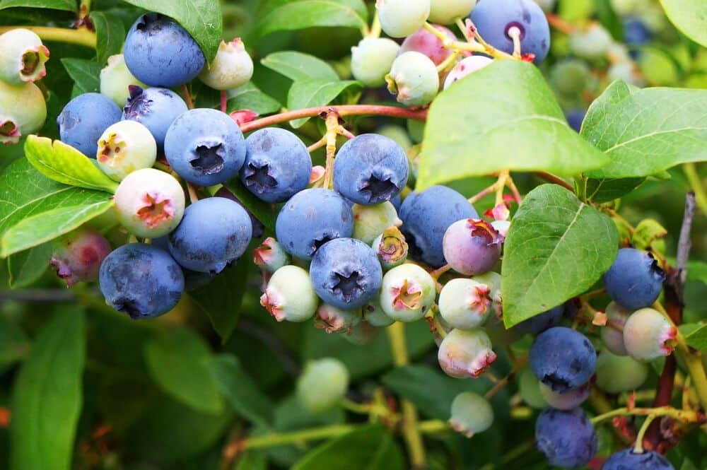 Medium-Seezon - blueberries