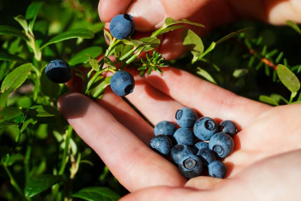 Medium-Seezon - how to plant and care for my berries 2- harvest