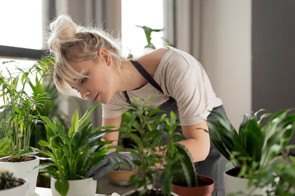 Medium-Seezon - indoor plants