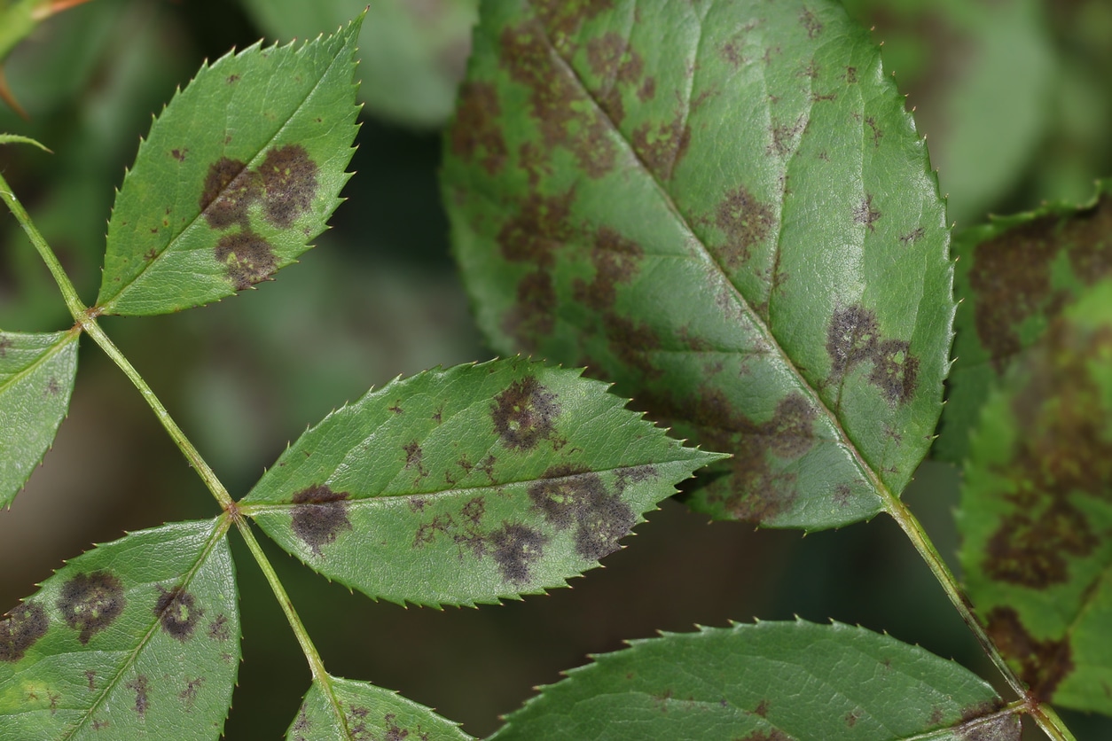 The rose black spot disease caused by the fungus Diplocarpon rosae. Damaged rose plant.