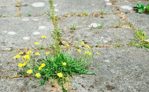 Small-How-to-avoid-weeding
