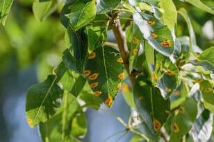 Thumbnail-Seezon-Rust-identify-treat-prevent