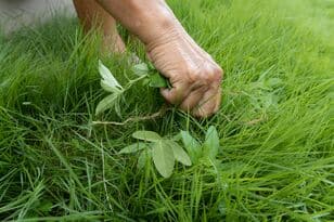 Thumbnail-Seezon - Weeding advice - grass weeds