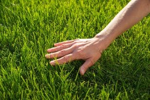 Thumbnail-seezon lawn grass