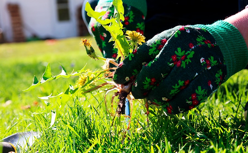 Weeding-advice-2