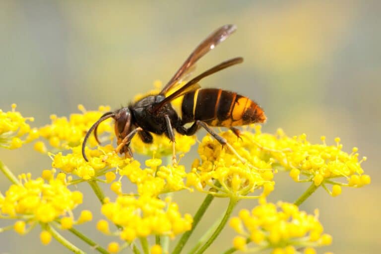 Large-Seezon &#8211; Everything you need to know about asian hornets 1