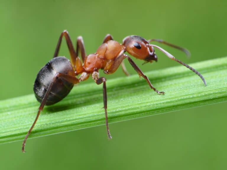 Large-Seezon &#8211; How to get rid of ants 1