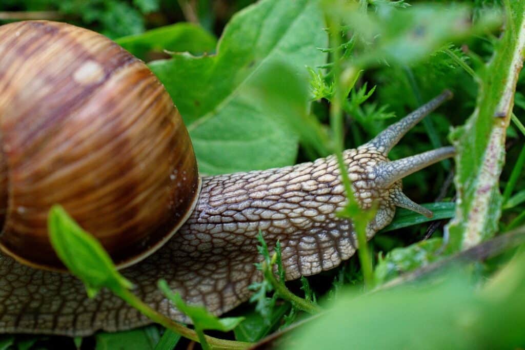 Large-Seezon &#8211; Snails and slugs detect, treat, prevent