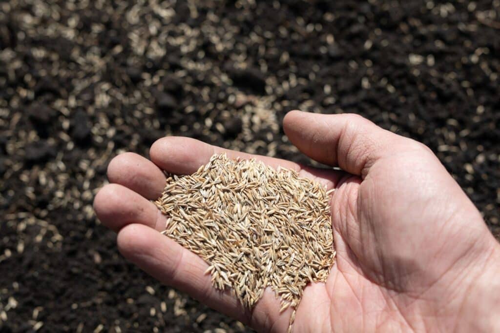 Large-Seezon how to plant grass 2