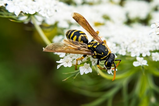 Close-Up Of Tree Wasp Or Dolichovespula Sylvestris Gathering Nectar From Delicate White Flowers